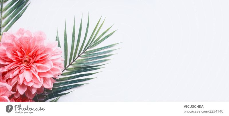 Tropical palm leaves with pink flowers Style Design Summer Plant Flower Leaf Blossom Decoration Flag Green Pink White Background picture Conceptual design