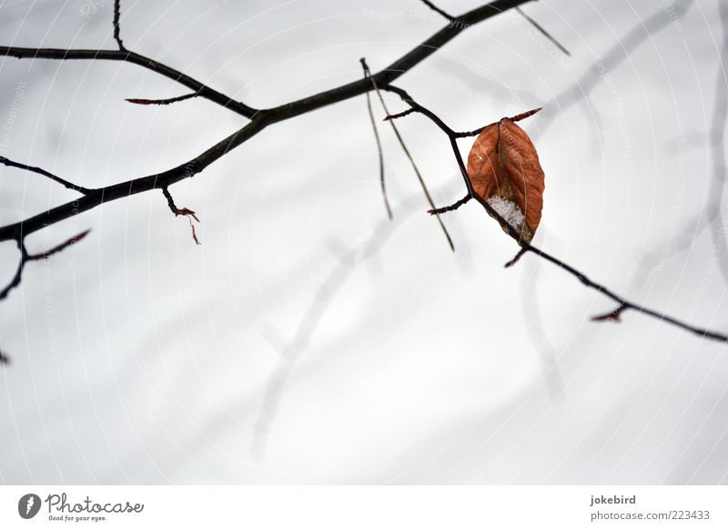 Other Winter Beech leaf Twig Leaf Autumn leaves Autumnal colours Simple White Remainder Sparse To hibernate Colour photo Exterior shot Deserted