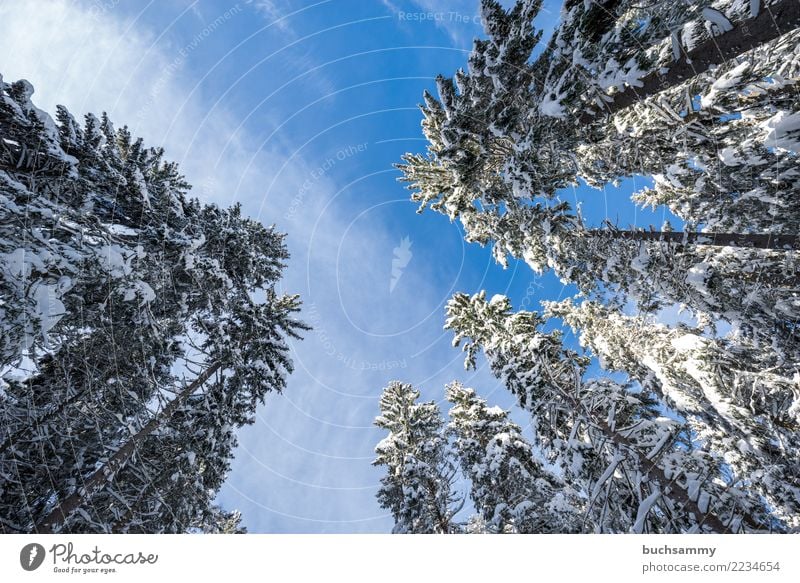 Tree tops in winter Winter Landscape Forest Blue White Perspective Seasons Landscape format Snow fir tree Snowscape Sky cold Black Forest Colour photo