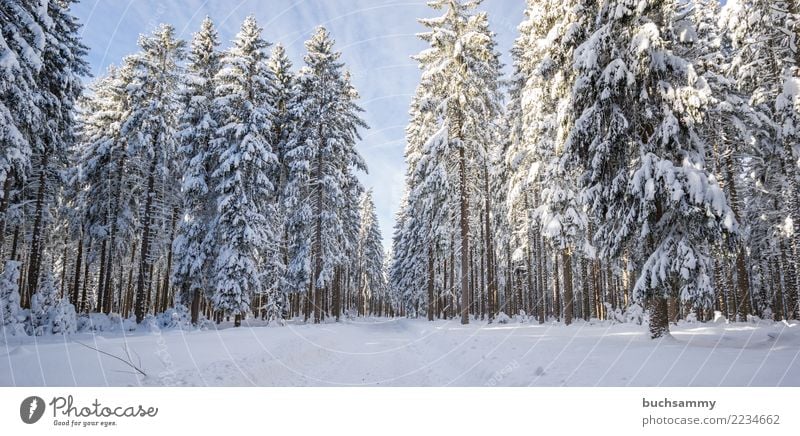 Upper Black Forest in Winetr Winter Landscape Tree Blue White Seasons panorama Landscape format Snow fir trees Snowscape Sky cold Fir tree Copy Space bottom Day