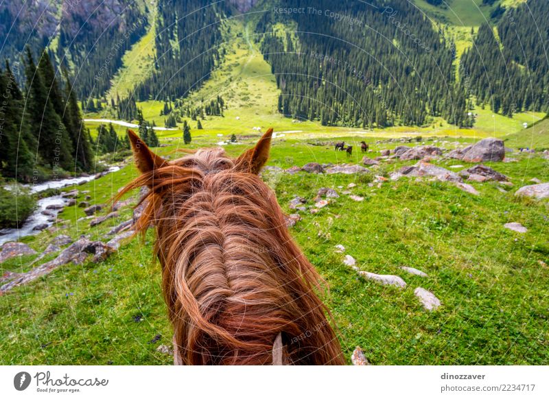 View over valley from the horse back, Kyrgyzstan Lifestyle Leisure and hobbies Vacation & Travel Summer Mountain Sports Nature Landscape Animal Grass Park