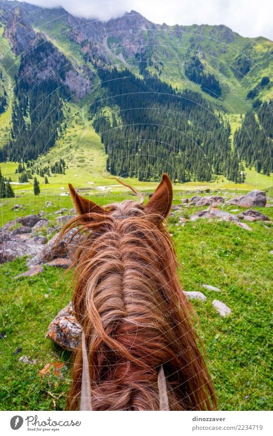 View over valley from the horse back, Kyrgyzstan Lifestyle Leisure and hobbies Vacation & Travel Summer Mountain Sports Nature Landscape Animal Grass Park