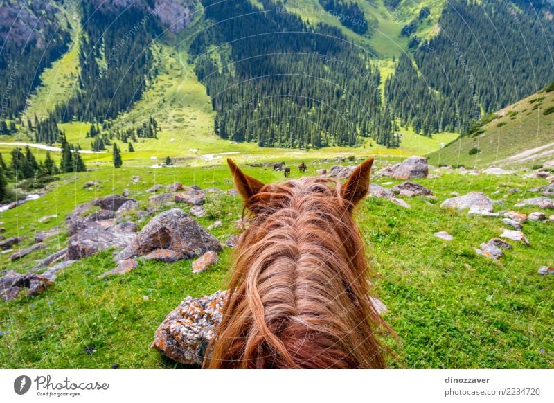 View to steep path from the horse back, Kyrgyzstan Lifestyle Leisure and hobbies Vacation & Travel Summer Mountain Sports Nature Landscape Animal Grass Park