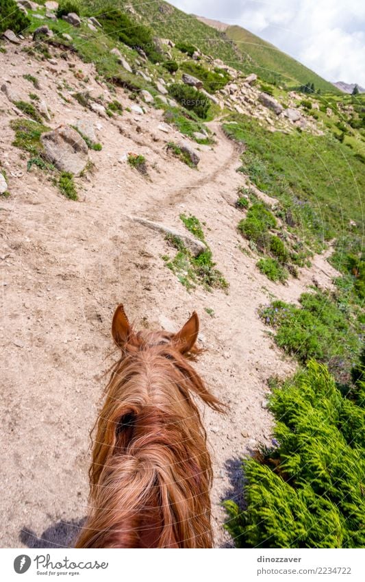 View to steep path from the horse back, Kyrgyzstan Lifestyle Relaxation Leisure and hobbies Vacation & Travel Summer Mountain Sports Nature Landscape Animal