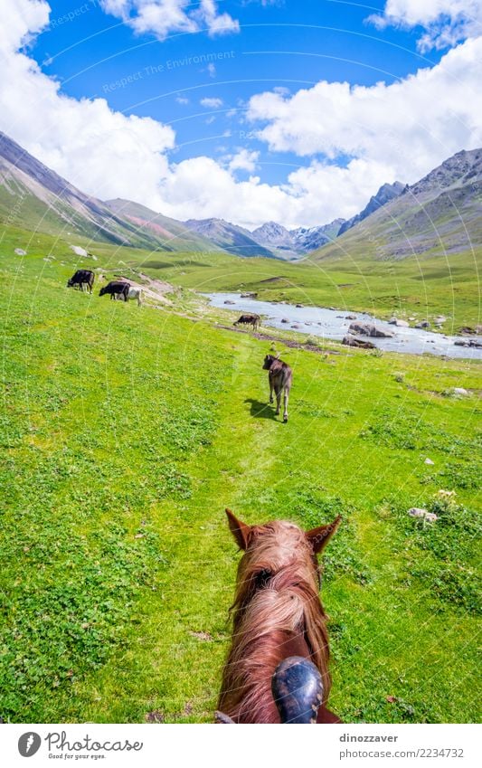 Beautiful valley of Altyn Arashan, Kyrgyzstan Vacation & Travel Tourism Adventure Summer Mountain Hiking Nature Landscape Animal Grass Park Meadow Forest Hill