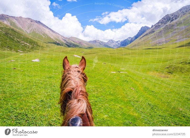 View over valley from the horse back, Kyrgyzstan Lifestyle Relaxation Leisure and hobbies Vacation & Travel Summer Mountain Sports Nature Landscape Animal Grass