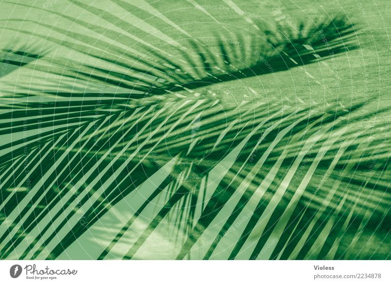 what a feeling III Palm tree Leaf Double exposure Vacation & Travel Summer Green Plant Structures and shapes