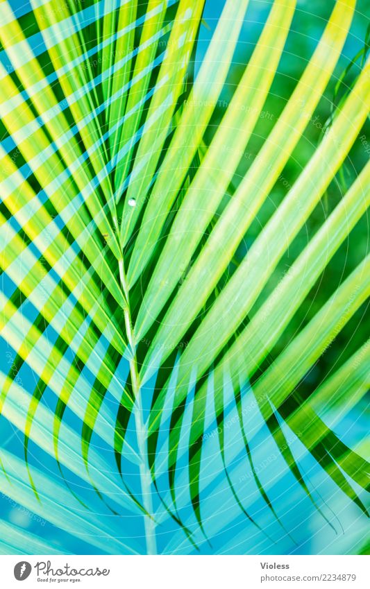 What a Feeling Palm tree Leaf Double exposure Vacation & Travel Summer Blue Green Plant To enjoy Sun Caribbean Beach