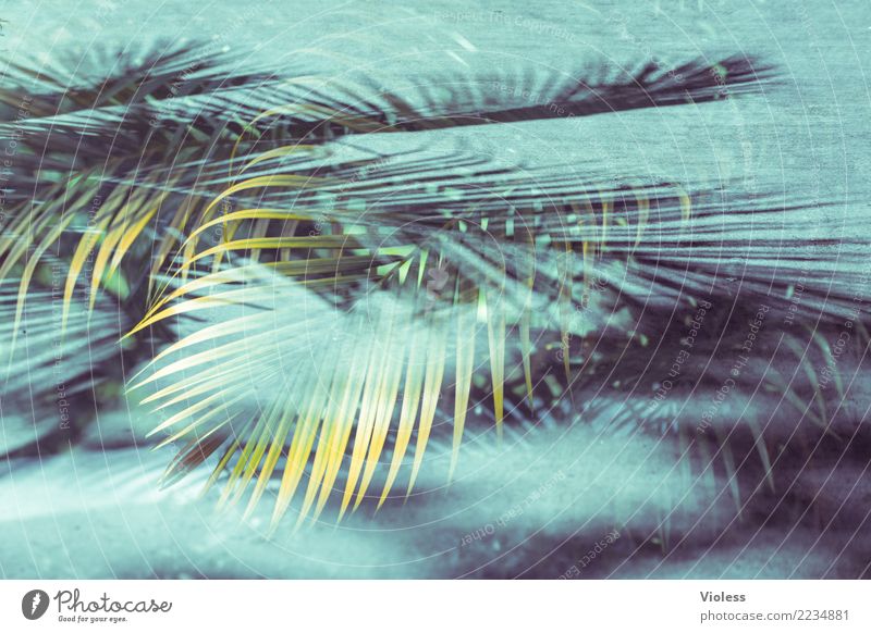 what a feeling II Palm tree Leaf Double exposure Vacation & Travel Summer Blue Green Plant To enjoy Sun Caribbean Beach