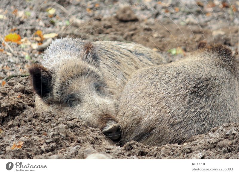 wild boars Nature Animal Earth Park Forest Wild animal Wild boar 2 Group of animals Brown Yellow Gray Black White Fatigue Cuddling Warm-heartedness