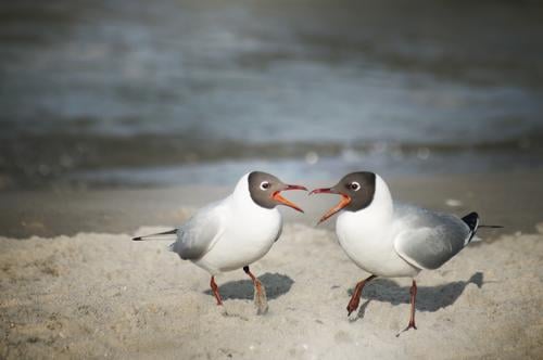 let's twist again! Seagull Black-headed gull Beach Baltic Sea Sandy beach Bird Pair of animals Argument Communicate Together Duet