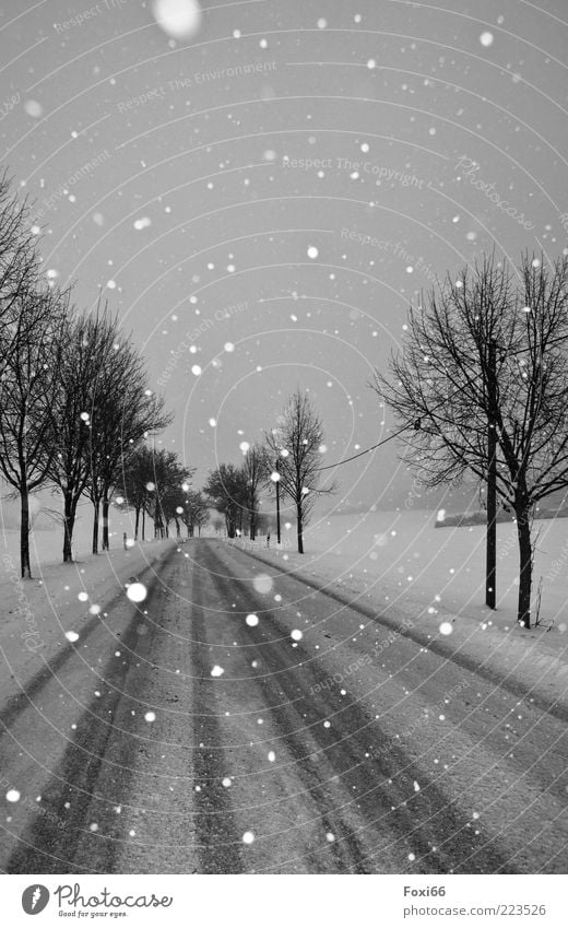 Silence II Winter Snow Nature Landscape Snowfall Tree Traffic infrastructure Road traffic Street Observe Beautiful Black White Moody Calm Movement Uniqueness