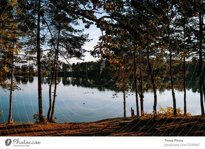 Slovakia Environment Landscape Weather Forest Lake Wood Authentic Natural Dry Brown Yellow Gold Autumn Tree Idyll Water Coast Evening sun Leaf Blue Sky