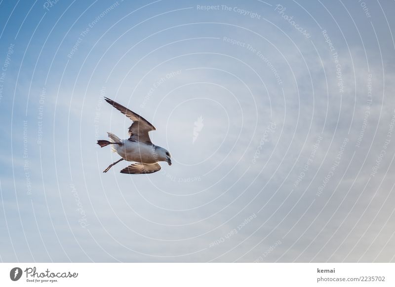 English seagull. Life Harmonious Well-being Relaxation Calm Leisure and hobbies Trip Adventure Far-off places Freedom Air Sky Clouds Beautiful weather