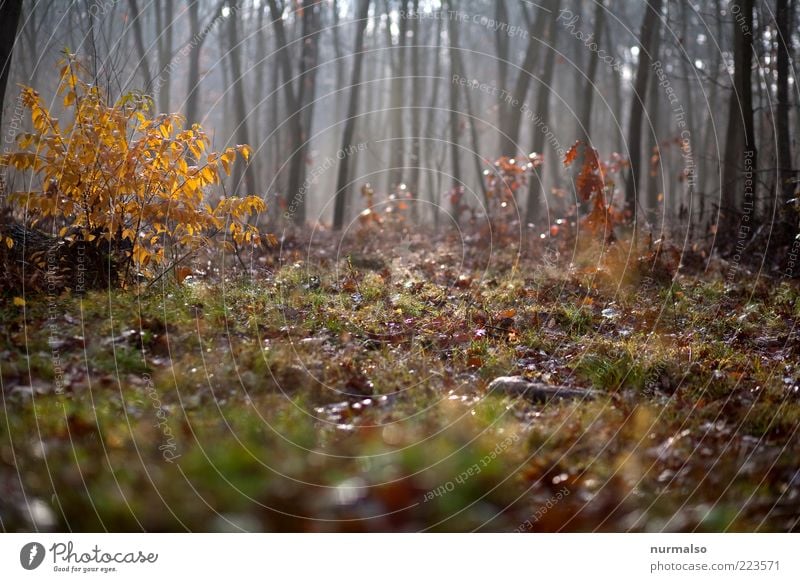 In the autumn forest Environment Nature Plant Autumn Beautiful weather Fog Tree Grass Bushes Forest Glittering Wild Moody Colour photo Morning Exterior shot