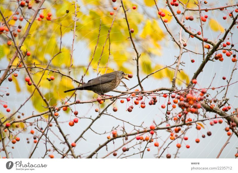 A blackbird sits in an ornamental apple bush Apple Nature Tree Bushes Garden Park Animal Wild animal Bird Wing 1 Eating To feed Authentic Colour photo