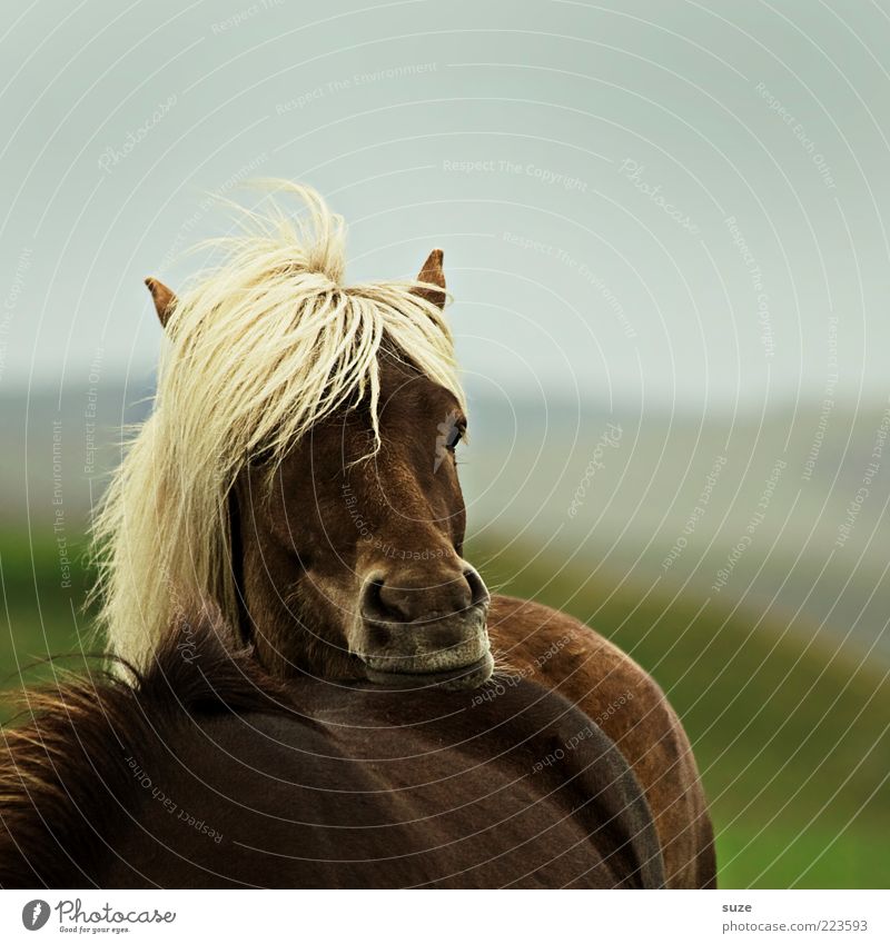 Shall I? Animal Wind Farm animal Wild animal Horse Animal face Think Stand Wait Esthetic Natural Moody Boredom Mane Iceland Pony Meditative Colour photo