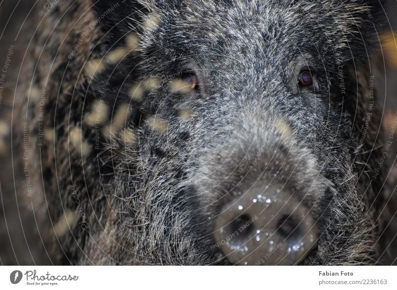 wild boar Nature Autumn Forest Animal Wild animal Animal face Pelt Zoo Wild boar Swine 1 Hunting Running Looking Aggression Threat Boar Colour photo