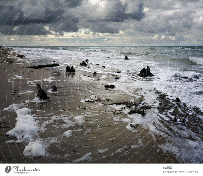 drift Environment Nature Landscape Elements Water Clouds Horizon Beautiful weather Tree stump Coast Baltic Sea Western Beach Illuminate Maritime Wet Wild Chaos