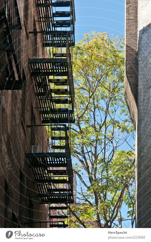 Between space tree Tree House (Residential Structure) Wall (barrier) Wall (building) Stairs Fire ladder Brick wall Escape route Colour photo Exterior shot