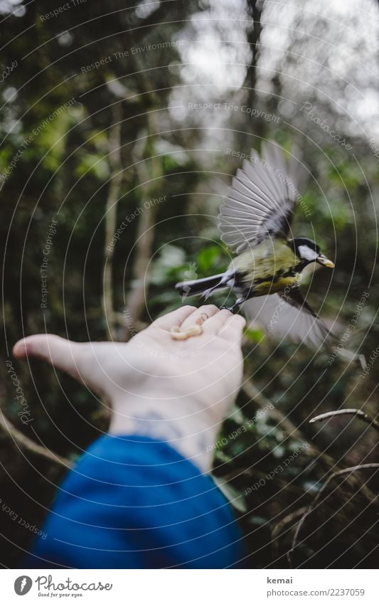 Splayed wings Lifestyle Leisure and hobbies Playing Adventure Human being Hand Palm of the hand 1 Environment Nature Animal Bushes Park Wild animal Bird Wing