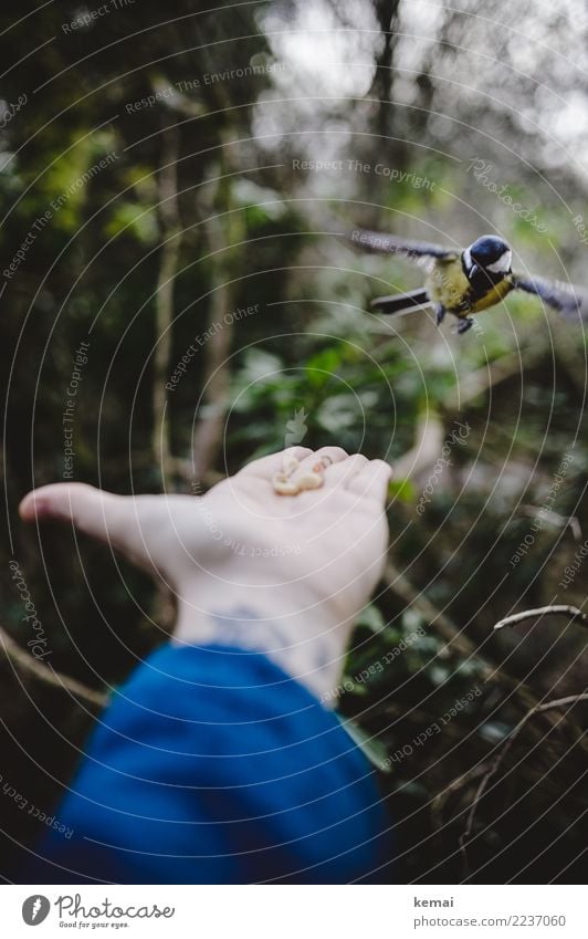 Cautious approach Leisure and hobbies Playing Adventure Human being Hand Palm of the hand 1 Environment Nature Animal Bushes Park Forest Wild animal Bird Wing