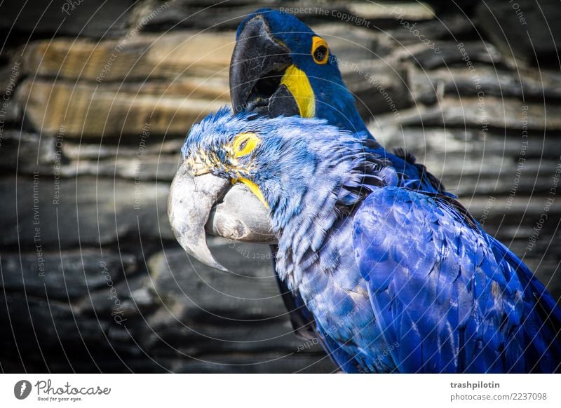 Head crawl II Animal Wild animal Bird Animal face Wing Macaw Hyacinth Macaw 2 Pair of animals Crawl Love Colour photo Animal portrait