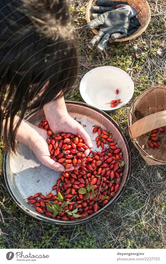 Rosehip in a basket Fruit Tea Nature Plant Leaf Dog Natural Wild Red White rosehip rosehips oil medicine Berries Vitamin background healthy Organic Mature food