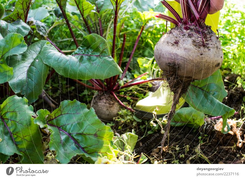 Picking red beets Vegetable Vegetarian diet Garden Gardening Nature Plant Earth Leaf Growth Fresh Natural Green Red Red beet beetroot food Root Organic healthy