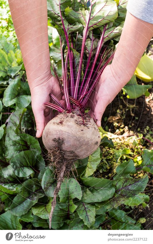 Picking red beets Vegetable Vegetarian diet Garden Gardening Nature Plant Earth Leaf Growth Fresh Natural Green Red Red beet beetroot food Root Organic healthy