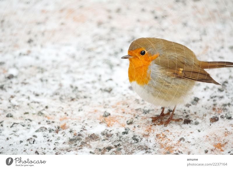 Robin in winter Christmas & Advent Environment Nature Animal Winter Ice Frost Snow Bird Observe To feed Feeding Communicate Cute Beautiful Brown Gray Orange Red