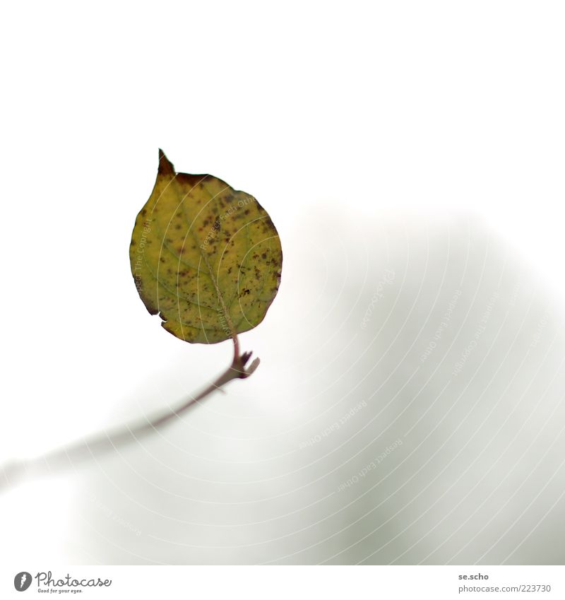No. 50 to the 3rd. Environment Nature Plant Autumn Leaf Foliage plant Loneliness Calm Green Dappled Twig Beautiful Colour photo Exterior shot Close-up Detail