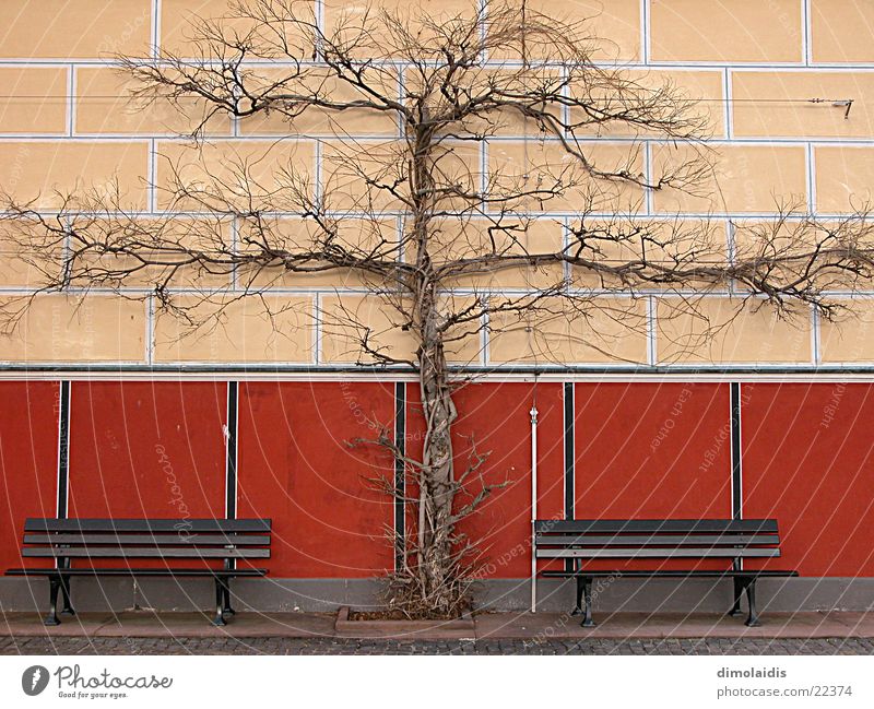 tree cross Tree Wall (building) Symmetry Winter Aschaffenburg Bench Branch pompejanum