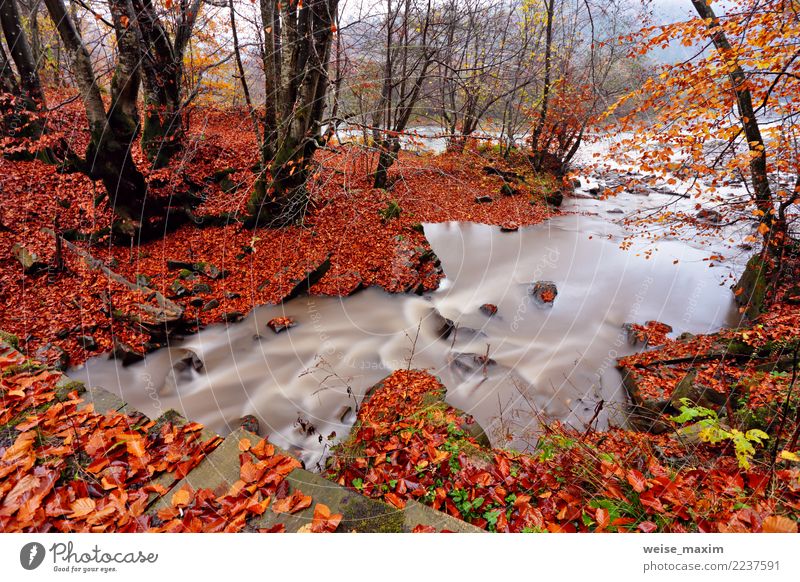 Autumn creek in hornbeam and beech forest. Autumn Colors Relaxation Vacation & Travel Tourism Trip Freedom Expedition Mountain Environment Nature Landscape