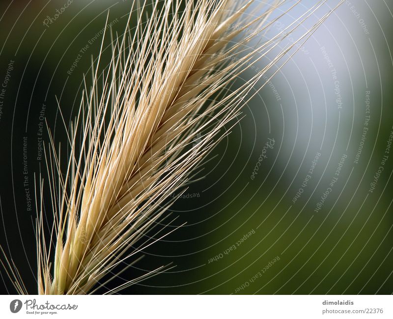 fibrous grass Grass Barley Wheat Oats Summer Line Grain Seed