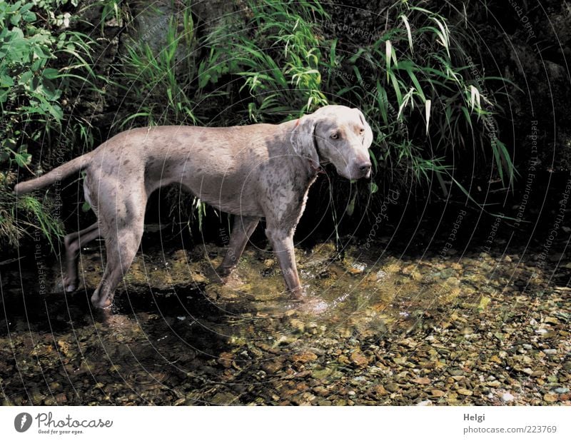 Refreshment at 37 degrees... Environment Nature Plant Water Summer Beautiful weather Grass Leaf Foliage plant Brook Animal Pet Dog Weimaraner Purebred dog 1