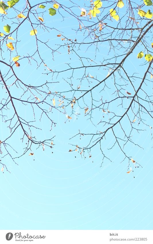 convergence Environment Nature Plant Sky Cloudless sky spring Summer Beautiful weather Drought tree Blue Moody Spring fever Anticipation flaked Branch Twig