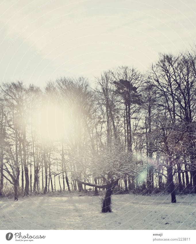 serotonin Environment Nature Sky Winter Weather Beautiful weather Snow Tree Field Forest Cold Blue Lens flare Colour photo Exterior shot Copy Space top Morning