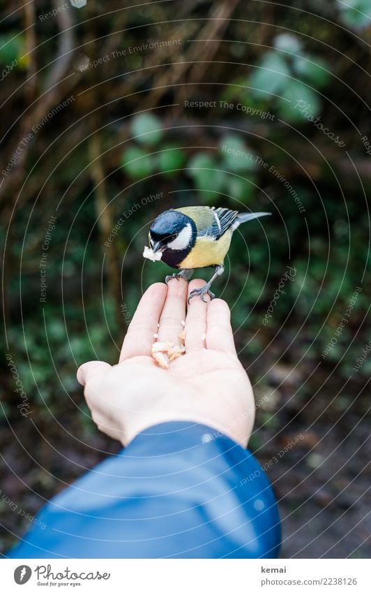 The tit on the hand Lifestyle Harmonious Well-being Contentment Calm Leisure and hobbies Playing Adventure Human being Hand Palm of the hand 1 Nature Animal