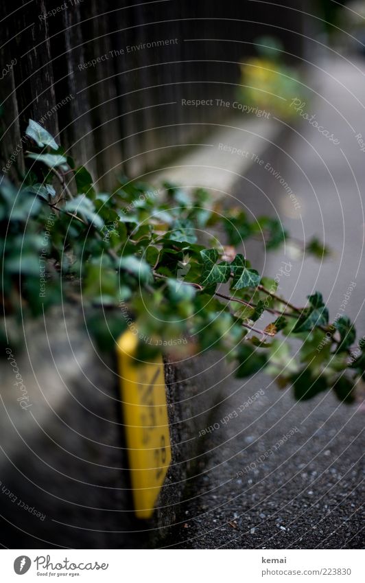 proliferation Environment Nature Landscape Plant Autumn Bushes Ivy Leaf Foliage plant Wild plant Garden Park Wall (barrier) Wall (building) Garden fence