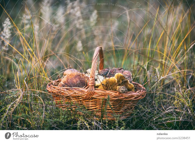 edible wild mushrooms Vegetarian diet Nature Landscape Autumn Grass Leaf Forest Fresh Natural Wild Brown Green White Basket background food Edible Seasons