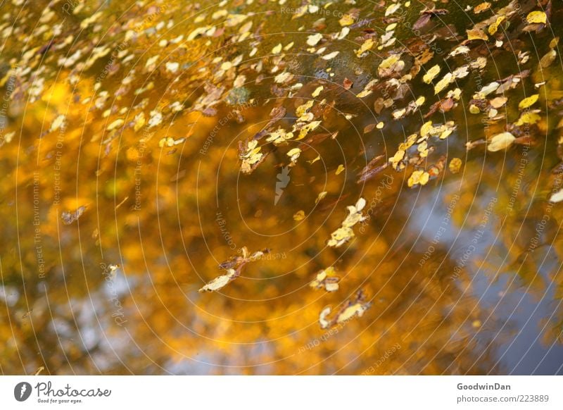 Autumn Mirror III Environment Nature Water Beautiful weather Leaf Fresh Glittering Near Wet Emotions Moody Colour photo Exterior shot Deserted Day Reflection