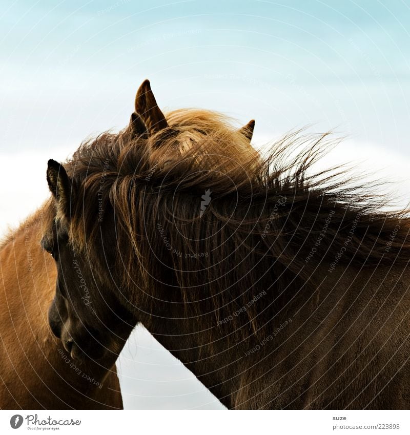 affection Animal Wind Farm animal Horse 2 Pair of animals Crawl Friendliness Natural Curiosity Mane Stroke Iceland Pony Love Related Scratch Animalistic Ear