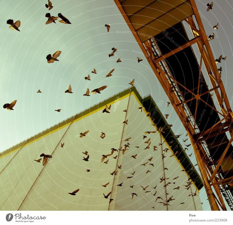 Hamburg Bird Traffic Air Sky Beautiful weather Industrial plant Factory Bridge Manmade structures Building Wall (barrier) Wall (building) Animal Pigeon