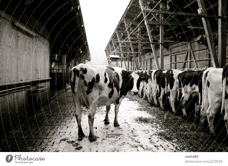 one is always special Winter Snow Snowfall Animal Farm animal Cow 1 Group of animals Uniqueness Agriculture playpen Black & white photo Exterior shot Morning