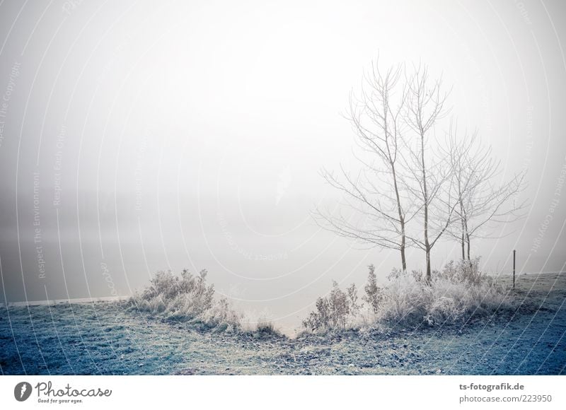 Frozen Landscape II Environment Nature Plant Elements Air Water Winter Bad weather Fog Ice Frost Tree Grass Bushes Lakeside River bank Exceptional Cold Blue