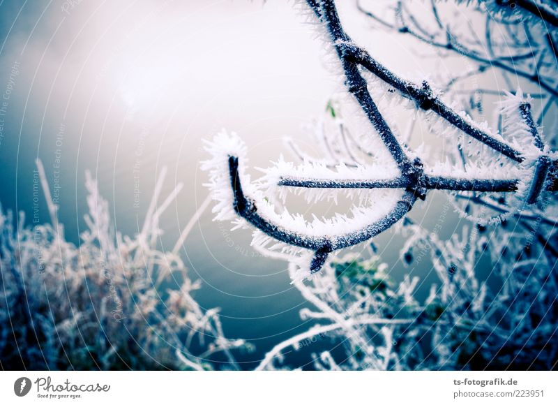 Frozen Landscape III Environment Nature Plant Elements Winter Ice Frost Snow Bushes Cold Blue Hoar frost Branch Curved ossified Colour photo Exterior shot