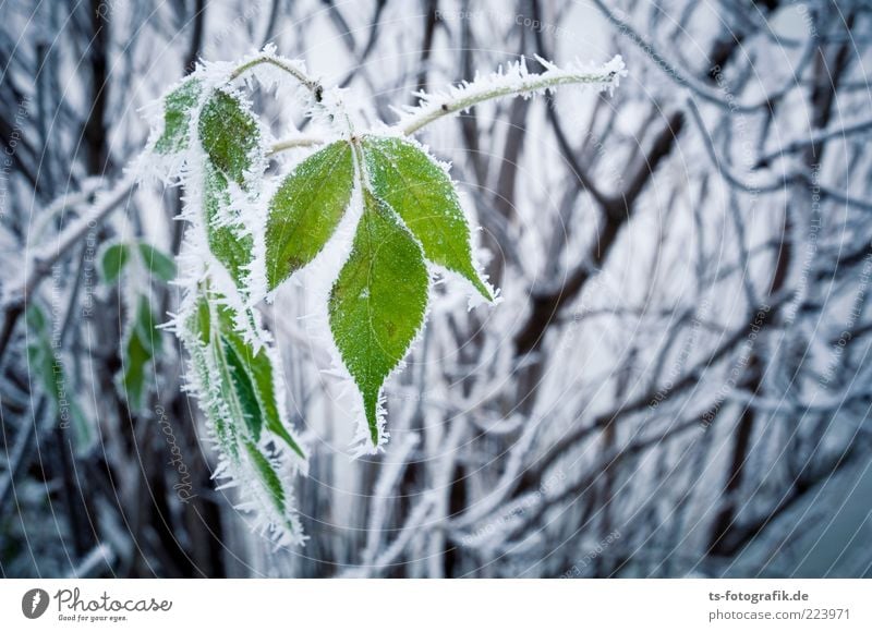 latecomers Environment Nature Plant Elements Winter Climate Weather Ice Frost Snow Bushes Leaf Cold Green Black White Hoar frost Twig Ice crystal Colour photo