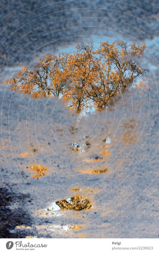 sunken autumn Environment Nature Plant Water Autumn Beautiful weather Tree Leaf Branch Street Puddle Asphalt Authentic Uniqueness Wet Natural Blue Brown Yellow