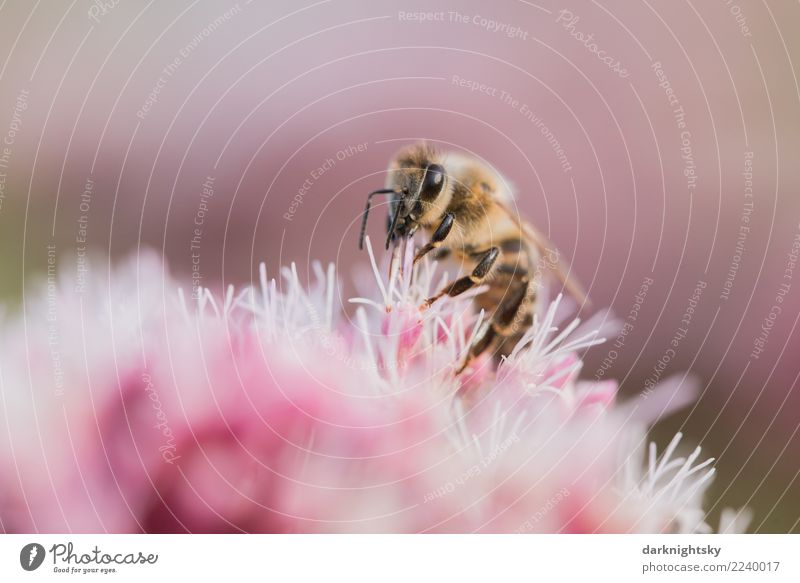 Honey bee on a blossom Environment Nature Plant Animal Flower Blossom Wild plant Wild animal Bee 1 Happy Retro Brown Gold Violet Pink Red White Love of animals